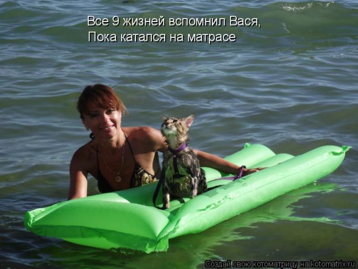 Лучшие котоматрицы недели