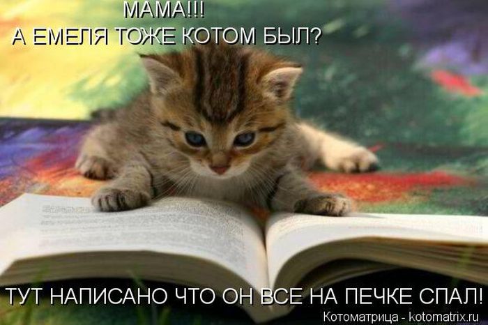 Лучшие котоматрицы недели