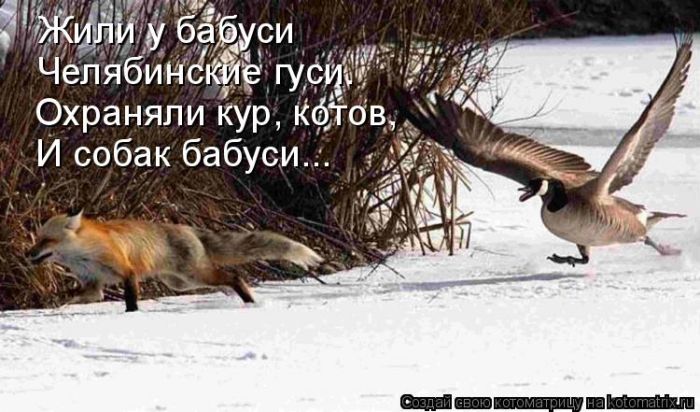 Лучшие котоматрицы недели
