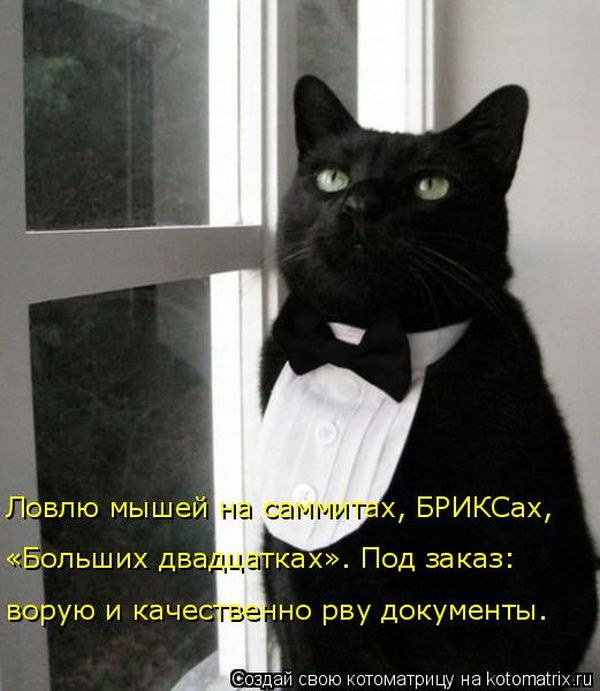 Лучшие котоматрицы недели