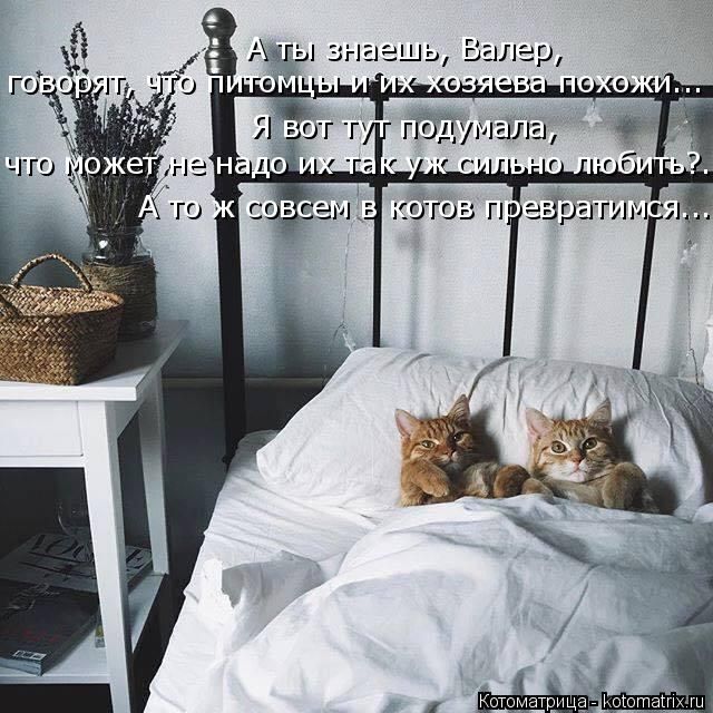 Лучшие котоматрицы недели