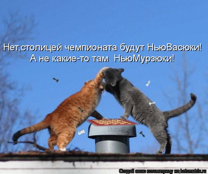Лучшие котоматрицы недели