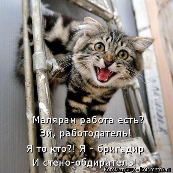 Лучшие котоматрицы недели