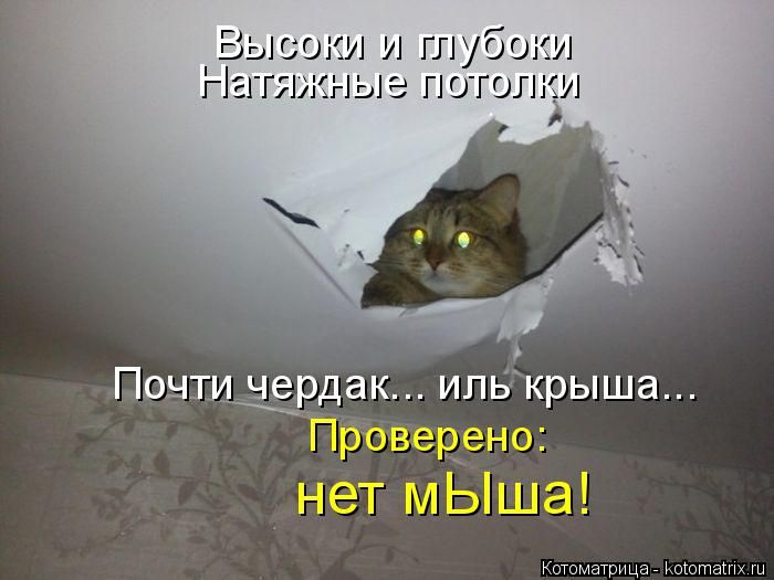 Лучшие котоматрицы недели