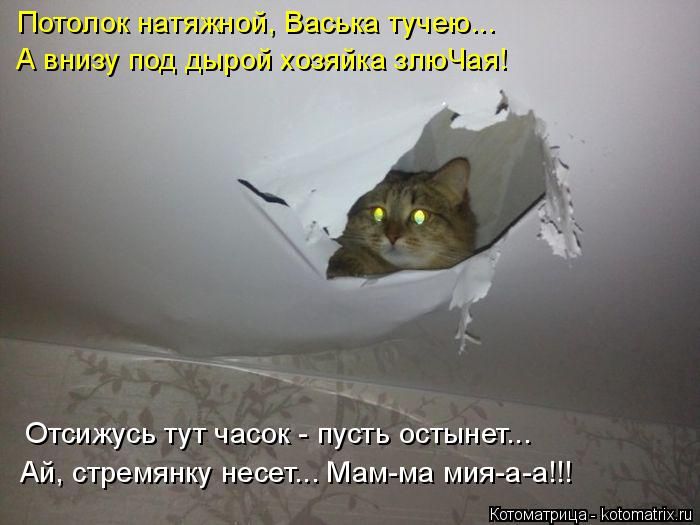 Лучшие котоматрицы недели