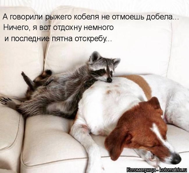 Лучшие котоматрицы недели
