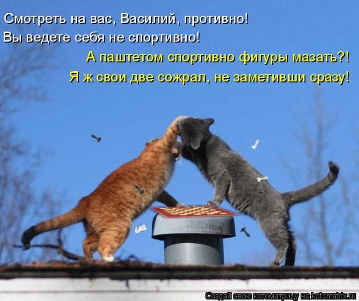 Лучшие котоматрицы недели