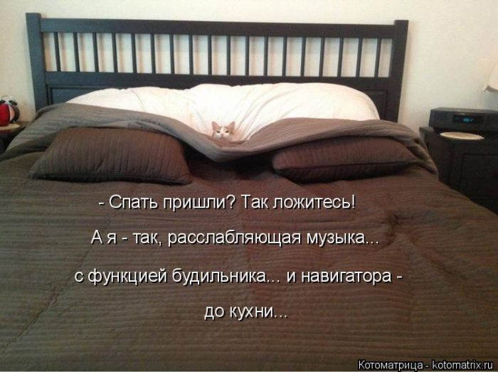 Лучшие котоматрицы недели
