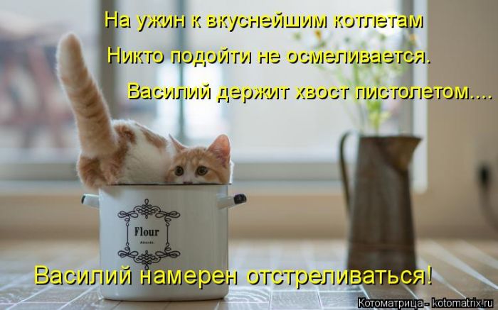 Лучшие котоматрицы недели