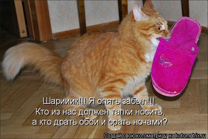 Лучшие котоматрицы недели