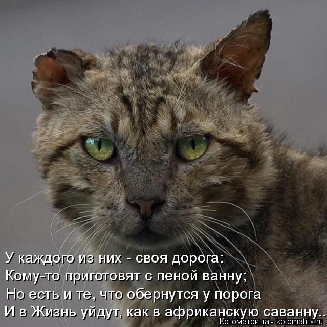 Лучшие котоматрицы недели