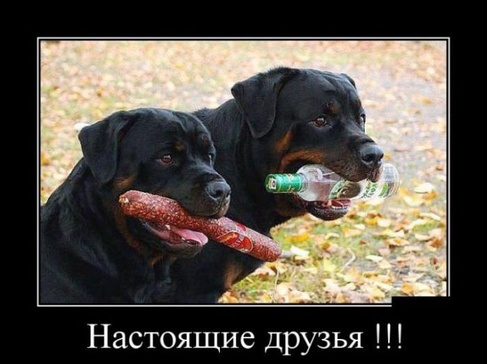 Демотиваторы