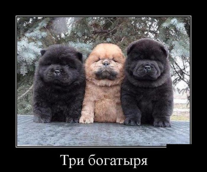 Демотиваторы