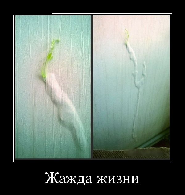 Демотиваторы