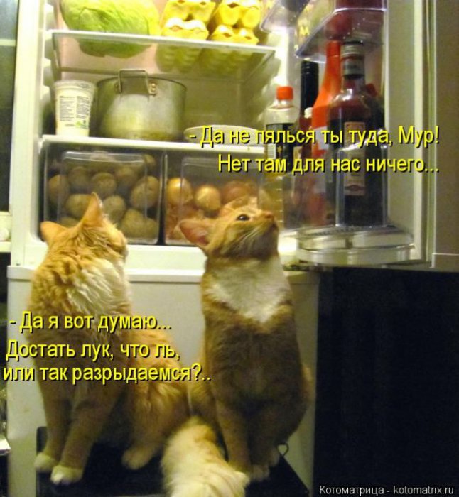Лучшие котоматрицы недели