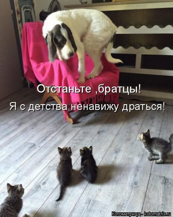 Лучшие котоматрицы недели
