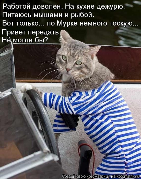 Лучшие котоматрицы недели