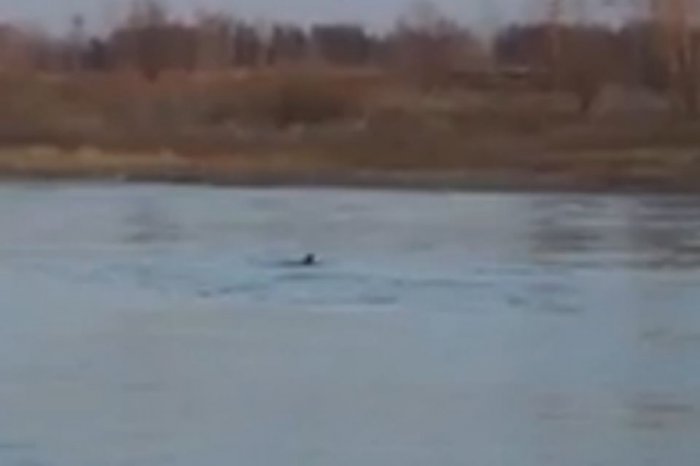 В Красноярске на глазах у подростков прыгнул с моста в Енисей и утонул мужчина