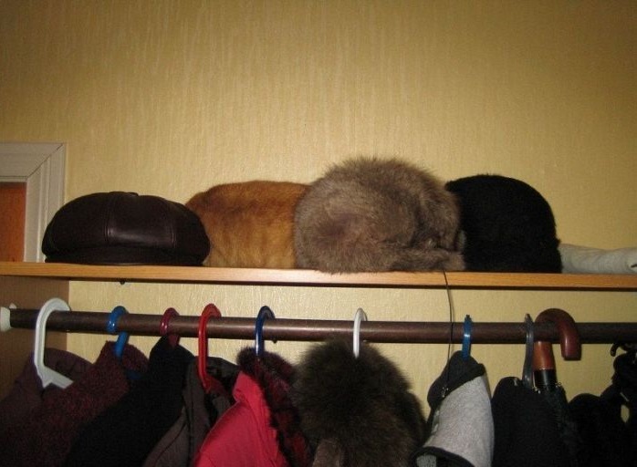 Забавные картинки