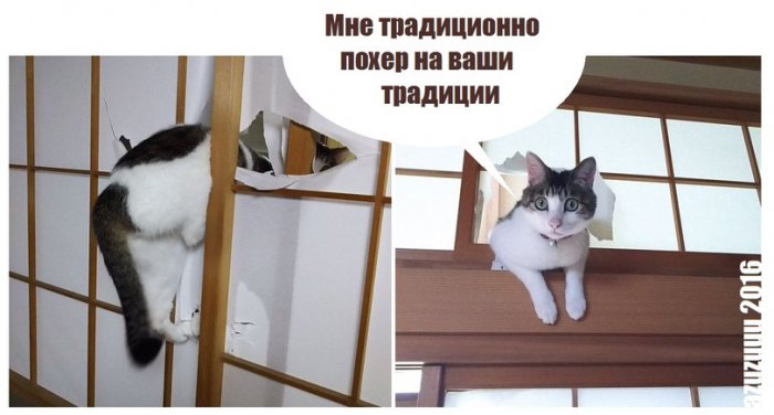 Забавные картинки