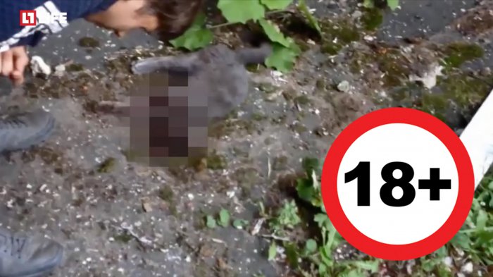 Во Владимире подростки сняли на видео жестокое убийство котёнка