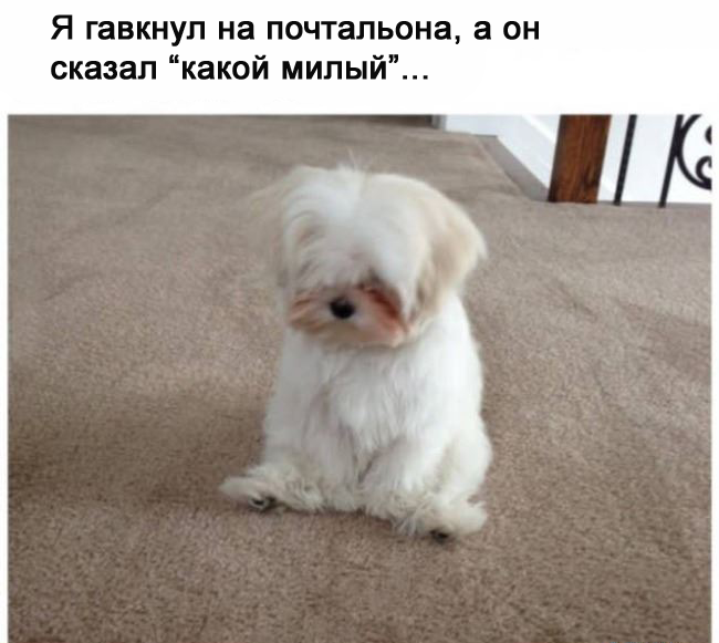 Забавные картинки