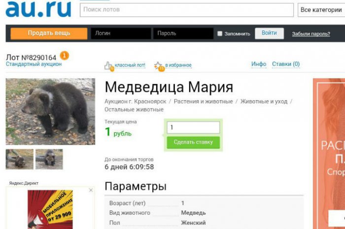 Заберите Машку! В Красноярске на аукцион выставили… медведицу