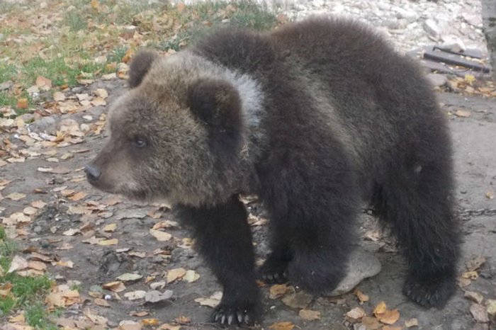 Заберите Машку! В Красноярске на аукцион выставили… медведицу