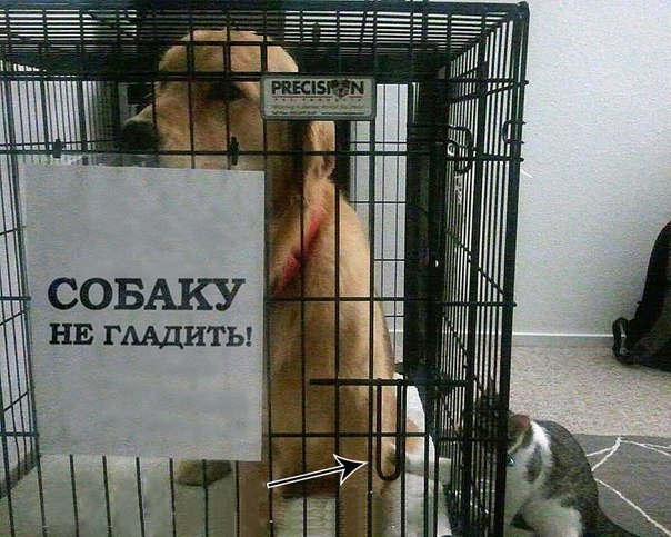 Забавные картинки