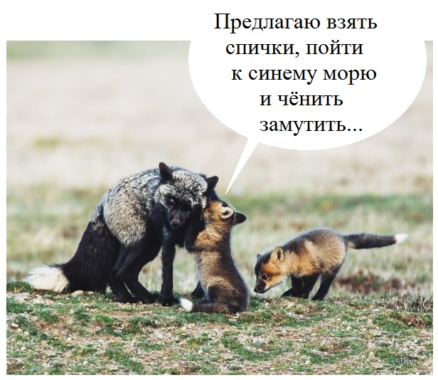 Забавные картинки