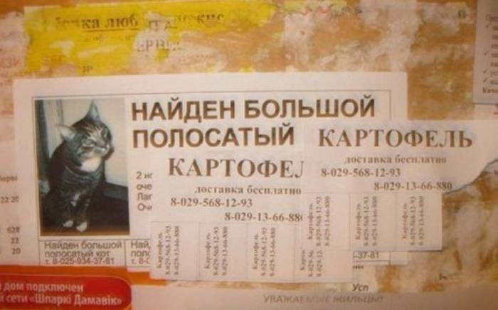 Забавные картинки