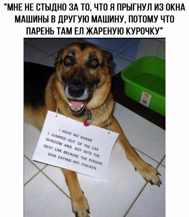 Забавные картинки