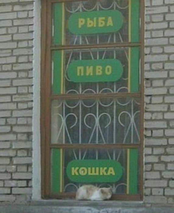 Забавные картинки