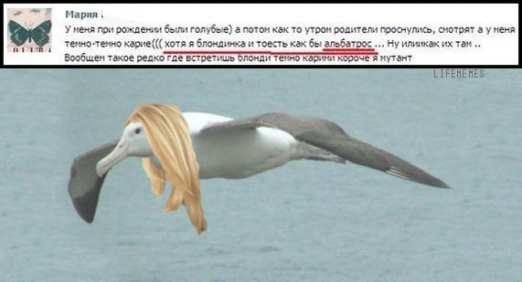Забавные картинки