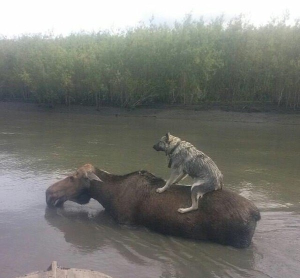 Забавные картинки