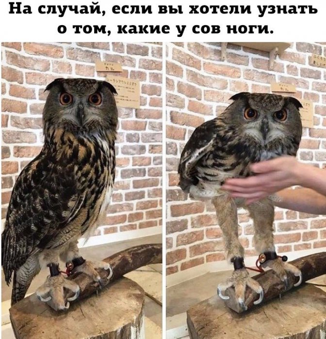 Забавные картинки