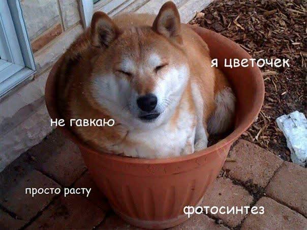 Забавные картинки