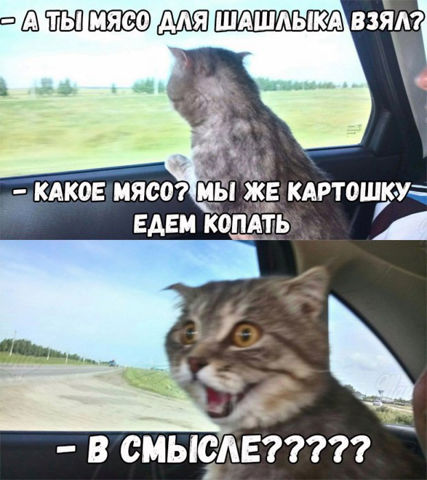 Забавные картинки