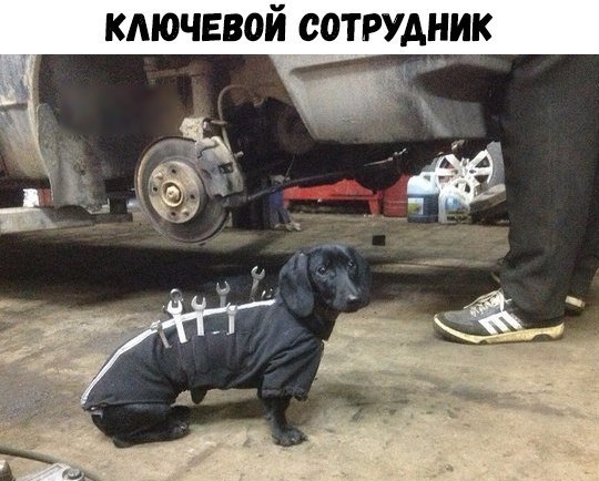 Забавные картинки
