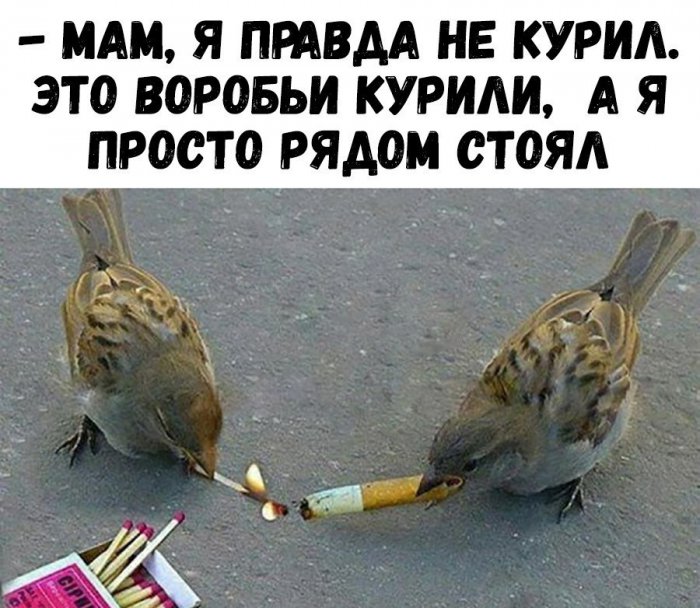 Забавные картинки