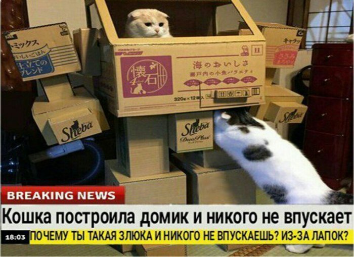 Забавные картинки