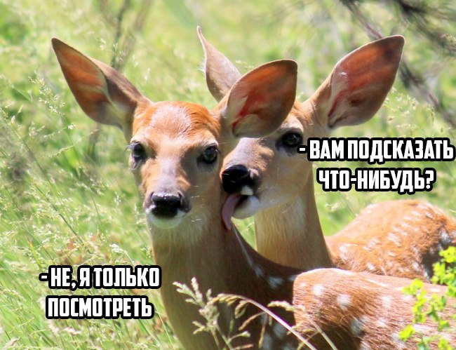 Забавные картинки