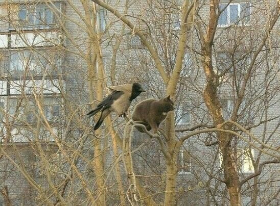Забавные картинки
