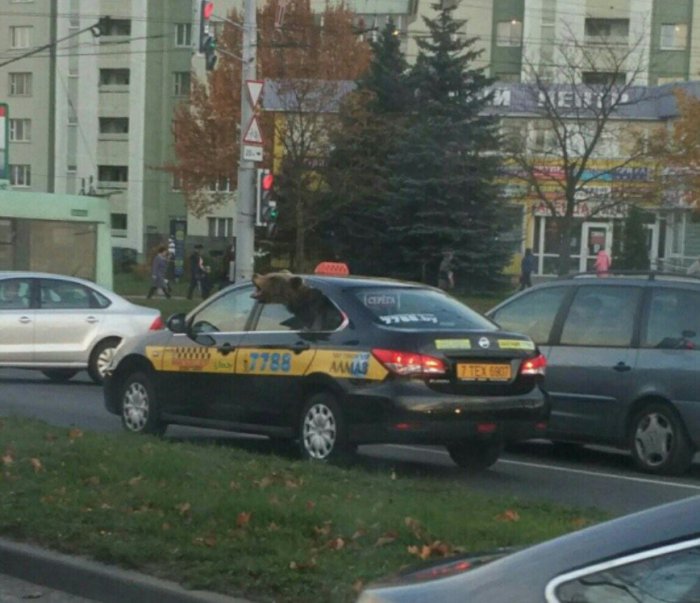Забавные картинки