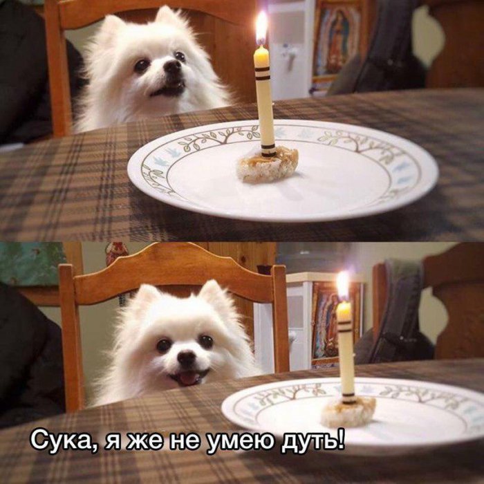 Забавные картинки