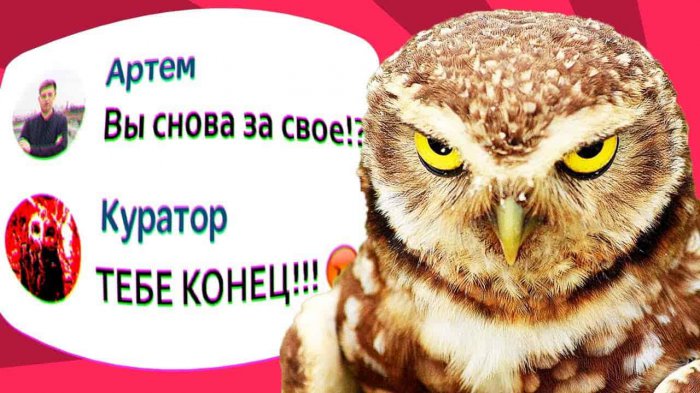 "Синий кит" уплыл, прилетела "Красная сова"