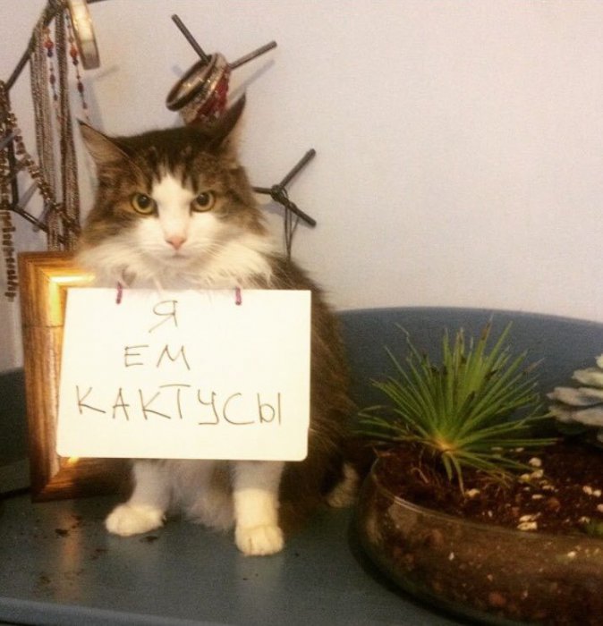 Забавные картинки