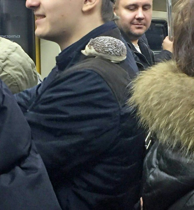 Забавные картинки