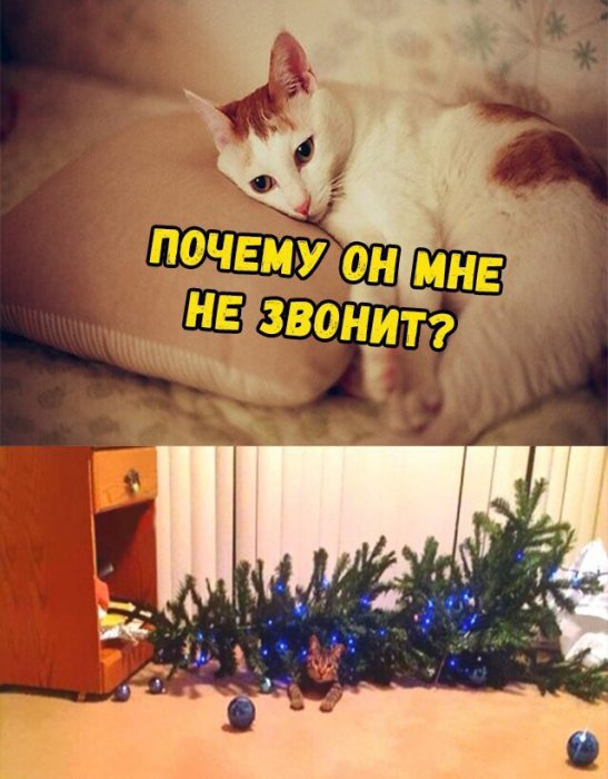 Забавные картинки
