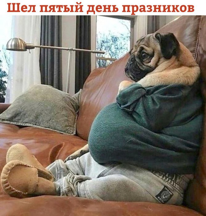 Забавные картинки